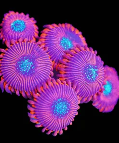 Wysiwyg Massive Magician ZOa Frag [F63]