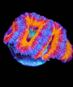 Wysiwyg Orange Tiger Acan Frag [F63]
