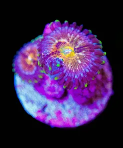 Wysiwyg Zoanthid Frag [F64]