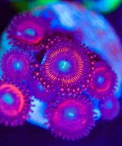 Wysiwyg Zoanthid Frag [F66]