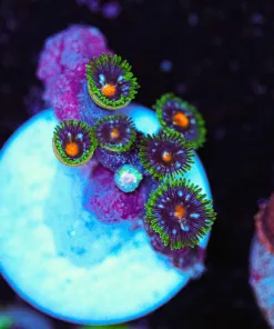 Wysiwyg Micro Sized Zoa Frag | Pick up only [F66]
