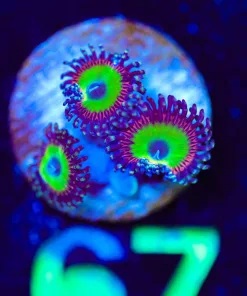 Wysiwyg Small Zoanthid Frag [F67]