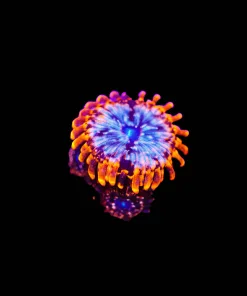 Wysiwyg Utter Chaos Zoa [F68]