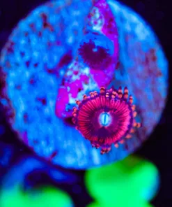 Wysiwyg Micro Zoanthid Frag [F68]