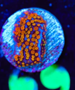 Wysiwyg Small Reverse Superman Montipora Frag [F69]
