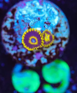 Wysiwyg Micro Sized Zoa Frag | Pick up only [F69]