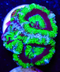 Wysiwyg Green Acan Frag [F7]