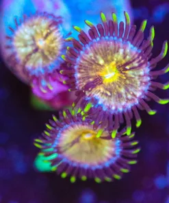 Wysiwyg 3x Nirvana Zoanthid Frag [F7]