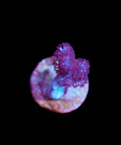Wysiwyg Small Blue Leather Coral Frag [F70]