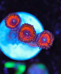 Wysiwyg REd Zoa Frag [F70]