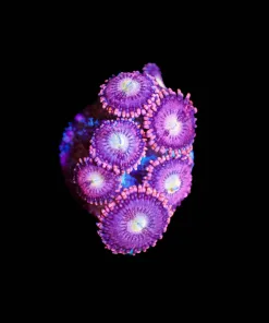 Wysiwyg Pink Zoanthid Frag [F71]
