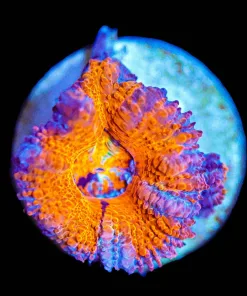 Wysiwyg Small Acan Frag [F72]