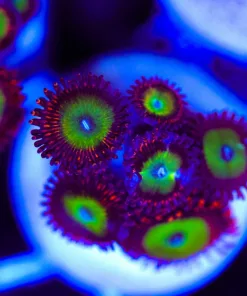 Wysiwyg Zoanthid Frag [F72]