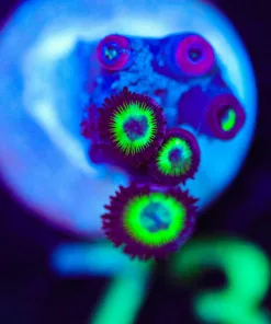 Wysiwyg TINY Zoa Frag [F73]