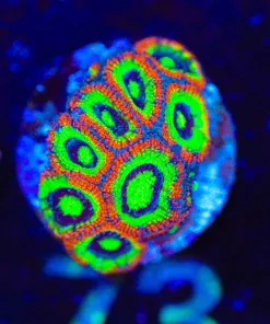 Wysiwyg HOly Grail Micromussa Frag [F73]