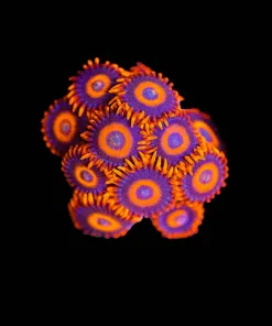 Wysiwyg Orange Oxide Zoa | Many Heads [F75]