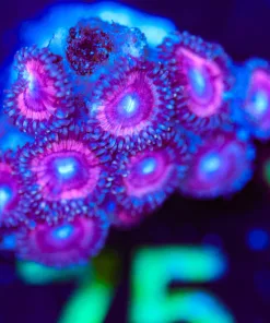 Wysiwyg Zoanthid Frag [F75]