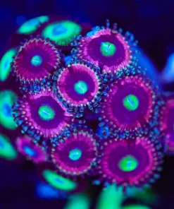 Wysiwyg Pink Zoanthid Frag Large [F76]