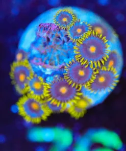 Wysiwyg Yellow Ring ZOa Frag [F76]