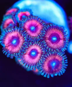 Wysiwyg Pink Zoanthid Frag [F77]