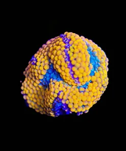 Wysiwyg Orange Florida RIcordea [F77]
