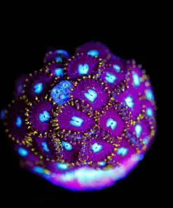Wysiwyg Black Hole Sun Zoas | Plug FUll [F78]