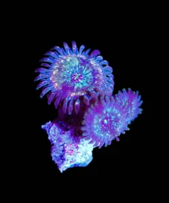 Wysiwyg Small Zombie Zoanthid Frag [F79]