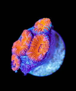 Wysiwyg Small Acan Frag [F80]