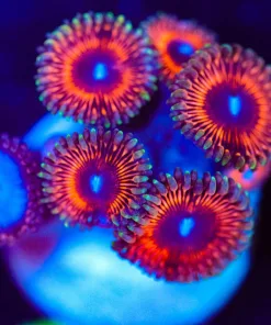 Wysiwyg Pink Zoanthid Combo Frag [F81]
