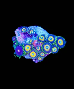 Wysiwyg Combo Zoanthid Frag [F81]