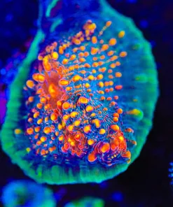 Wysiwyg Diablo Chalice Coral Frag [F81]