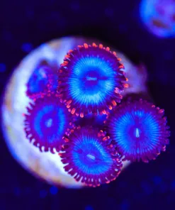 Wysiwyg Blue Zoanthid Frag [F82]