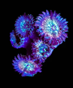Wysiwyg Zombie Zoanthid Frag [F82]