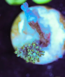 Wysiwyg TINY Micro sized leather coral frag [F83]