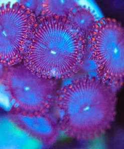 Wysiwyg Blue / Red Zoa Frag | Many Heads [F83]
