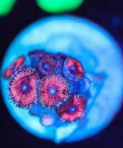 Wysiwyg Tiny pink zoa frag [F84]