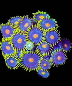 Wysiwyg Gorilal NIpple Zoanthid Frag [F84]