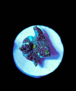 Wysiwyg Tiny Unque Mushroom Frag [F85]
