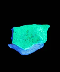 Wysiwyg Small Cabbage Coral Frag [F86]