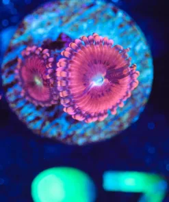 Wysiwyg PInk Zoanthid Frag [F87]