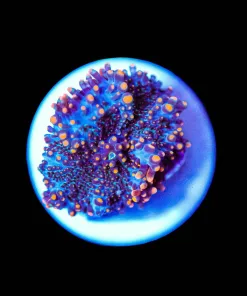 Wysiwyg Tiny Black Widow Yuma Frag [F89]