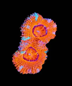 Wysiwyg Acan Frag [F89]