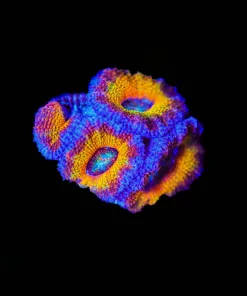 Wysiwyg Ultra Acan Frag [F9]