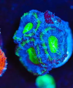 Wysiwyg Purple Green Rim Acan Frag [F9]