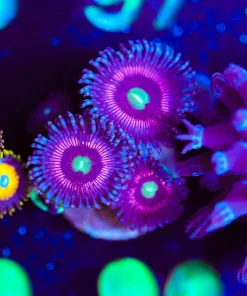 Wysiwyg Pink Leopard Zoa [F90]
