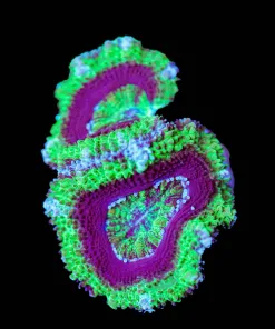 Wysiwyg Acan Frag [F90]