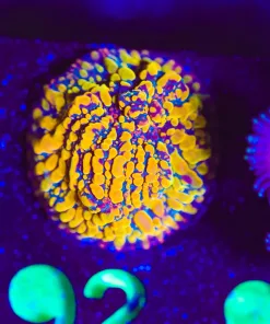 Wysiwyg Cloudberry Chalice Frag [F92]
