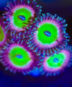 Wysiwyg Raptor Rainbow Zoa Frag [F93]