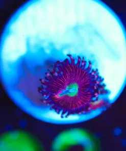 Wysiwyg TINY Zoanthid Frag [F93]