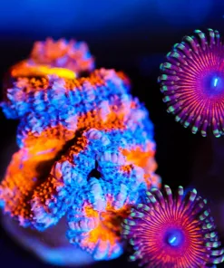 Wysiwyg Acan Frag [F94]